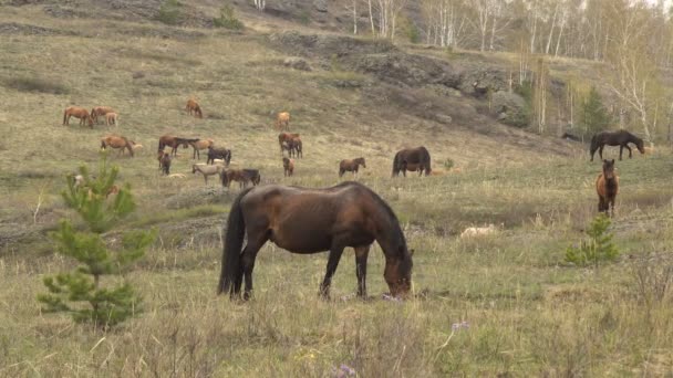 Konie, wypas w górach wczesną wiosną — Wideo stockowe