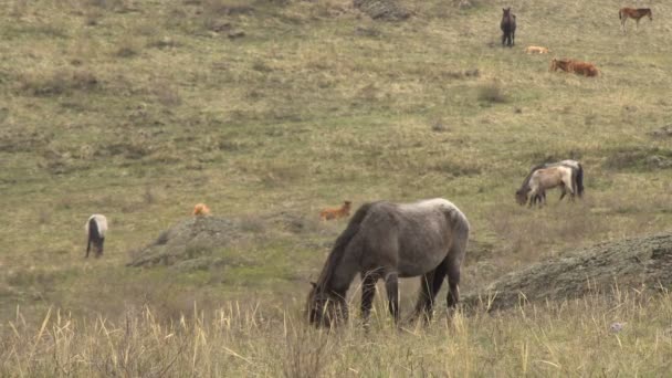 Le pâturage des chevaux dans les montagnes au début du printemps 