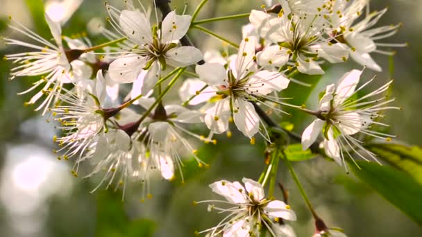 Blommande plommon filial i trädgården mot himlen. — Stockvideo