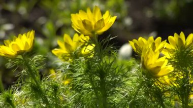Sarı çiçek Adonis bahar Garden.counter güneş ışığı altında