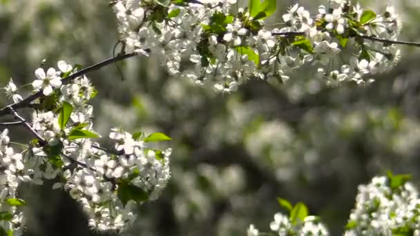 Cerezas florecientes en el jardín. Día soleado . — Vídeos de Stock