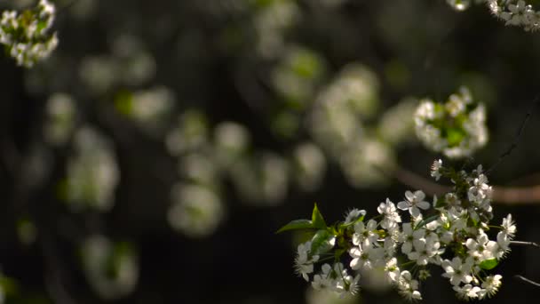 Cerejas floridas no jardim. Dia de sol . — Vídeo de Stock