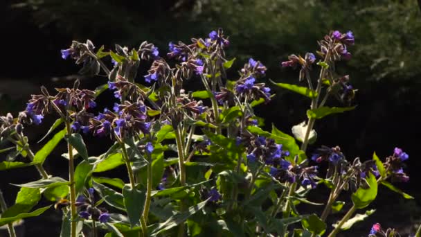 Humlor som pollinerar blommorna lungört — Stockvideo