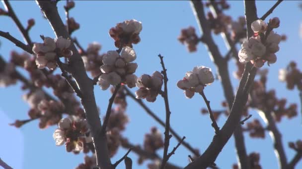 Dalları kayısı çiçek tomurcukları ile. Erken Bahar. — Stok video