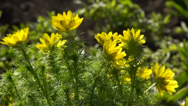 Garden.counter 햇빛에 노란색 꽃 아도니스 봄 — 비디오