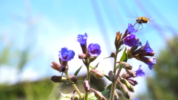 Böcekler nektar çiçek Lungwort içecek. — Stok video