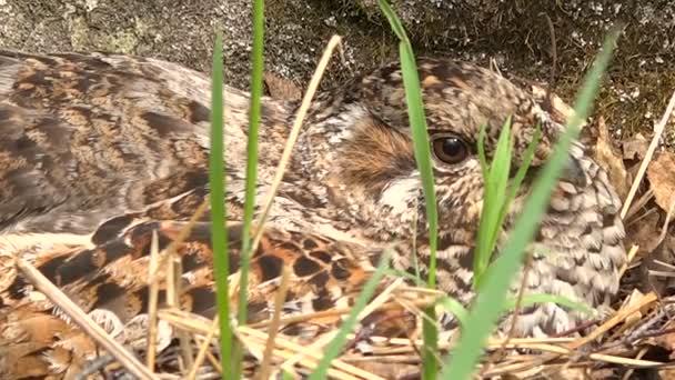 Weibchen sitzt aus nächster Nähe auf dem Nest des Auerhuhns — Stockvideo