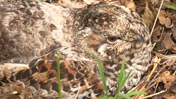 Female Sits on the Nest of Grouse Close up — Stock Video