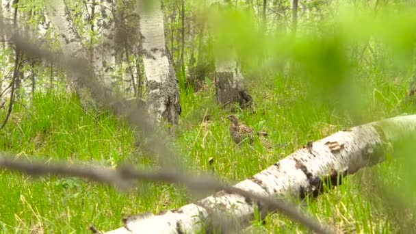 Moorhuhn in der Wildnis auf dem Weg zum Nest — Stockvideo