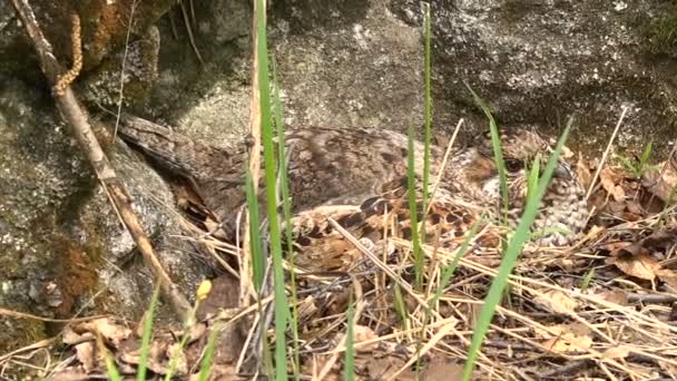 Feminino Senta-se no Ninho de Grouse Close-up — Vídeo de Stock