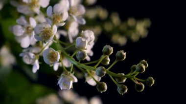 Taymlaps kuş kiraz çiçeği çiçek siyah bir zemin üzerine