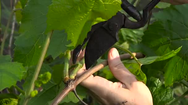 Grapes in the Garden. Cutting Hand Tools. Large Woman's Hand. — Stock Video