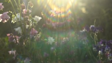 Aquilegia beyaz çiçekler ve pembe bahçede yanardöner ışık arasında soyut