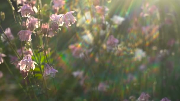 Blommor Aquilegia vit och rosa i trädgården abstrakt skimrande ljus över — Stockvideo