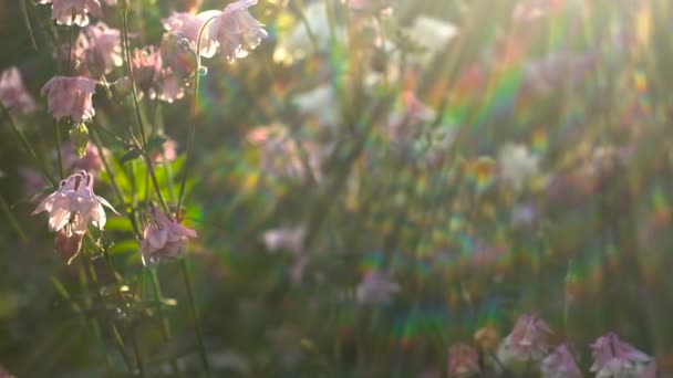 Aquilegia beyaz çiçekler ve pembe bahçede yanardöner ışık arasında soyut — Stok video