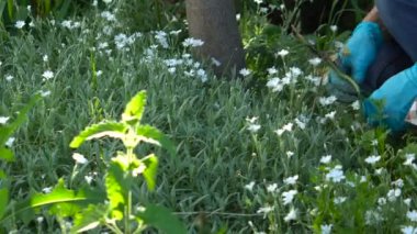 Yaz otlar çiçek yatağından kaldırılıyor, bahçede çalışmak