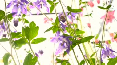 Aquilegia Çiçek Bahçe görünümü Slaydors beyaz bir arka plan üzerinde