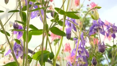 Aquilegia Çiçek Bahçe görünümü Slaydors beyaz bir arka plan üzerinde