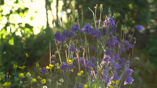 Światło słoneczne podświetlany kwiaty Aquilegia Blue Garden — Wideo stockowe