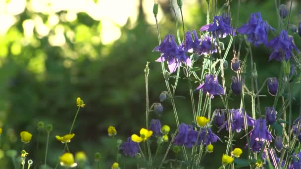 Bloemen Aquilegia blauw tuin Backlit zonlicht — Stockvideo