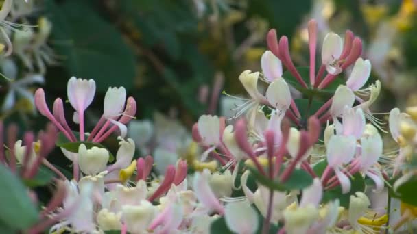 穿透金银花花园里的花 — 图库视频影像