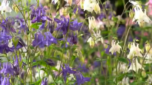 Bloem van Aquilegia wit blauw roze — Stockvideo