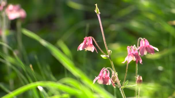 Aquilegia Fleur rose dans le jardin Sunshine rétroéclairé — Video