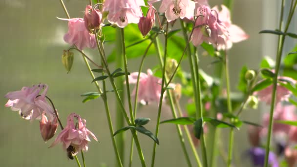 Aquilegia blomma rosa i trädgården solsken bakgrundsbelyst — Stockvideo