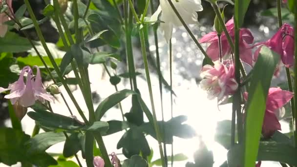 Аквілегія квітка рожевого підсвічуванням сонцем сад — стокове відео