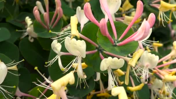 Fiori nel Giardino del Caprifoglio Perfoliato — Video Stock