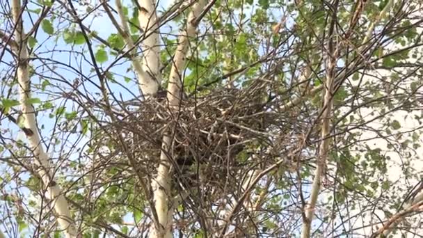 Szary Crows Nest z piskląt wiosna — Wideo stockowe