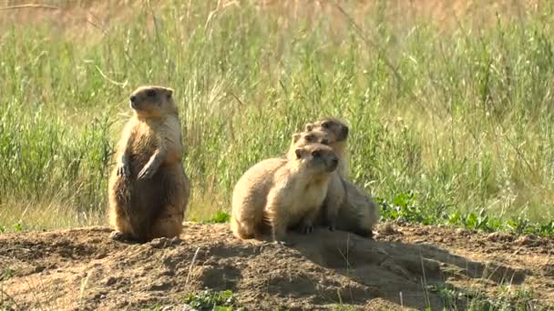 Murmeltierfamilie in der wilden Steppe Sommer in der Nähe seines Hauses. Nahaufnahme. vier Personen. — Stockvideo