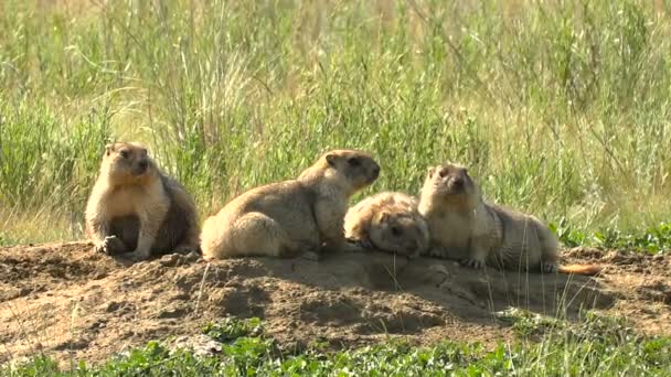 Murmeltierfamilie in der wilden Steppe Sommer in der Nähe seines Hauses. Nahaufnahme. vier Personen. — Stockvideo