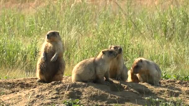 Família de Marmotas na Estepe Selvagem Verão perto de sua casa. Close-up. Quatro indivíduos . — Vídeo de Stock