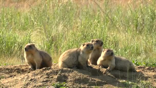 Família de Marmotas na Estepe Selvagem Verão perto de sua casa. Close-up. Quatro indivíduos . — Vídeo de Stock