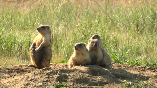 Familie van marmotten in de wilde Steppe-zomer in de buurt van zijn huis. Close-Up. Vier personen. — Stockvideo