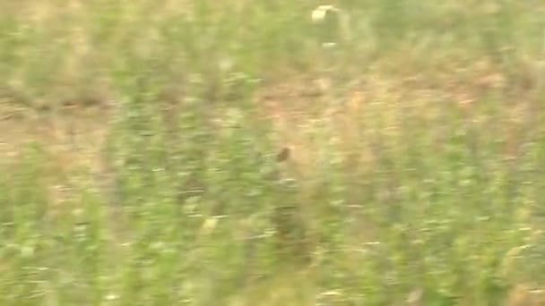 Jeune Marmotte court à sa famille sur la steppe sauvage . — Video