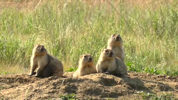 Las marmotas están alarmadas por sus madrigueras. Salvaje estepa verano soleado día — Vídeo de stock