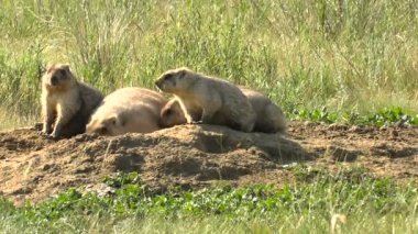 Dağ büyük aile güneşlenmek güneşin onun ev yuva yakınındaki. Vahşi bozkır yaz güneşli gün