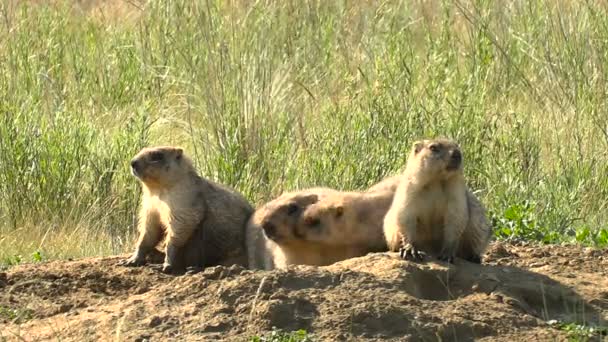 Murmeltiere große Familie sonnen sich in der Sonne in der Nähe seines Hauses graben. Wilde Steppe Sommer sonniger Tag — Stockvideo