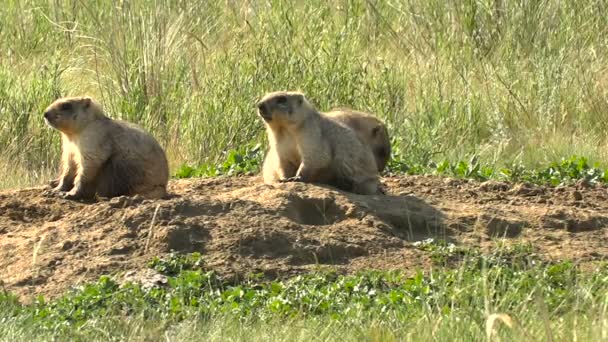Murmeltiere große Familie sonnen sich in der Sonne in der Nähe seines Hauses graben. Wilde Steppe Sommer sonniger Tag — Stockvideo