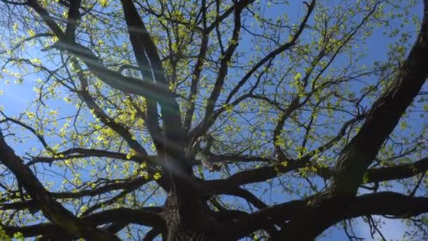 Crohna dąb z młodych liści przed niebo i słońce widok — Wideo stockowe
