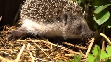 Bush bahçe gül genç kirpi