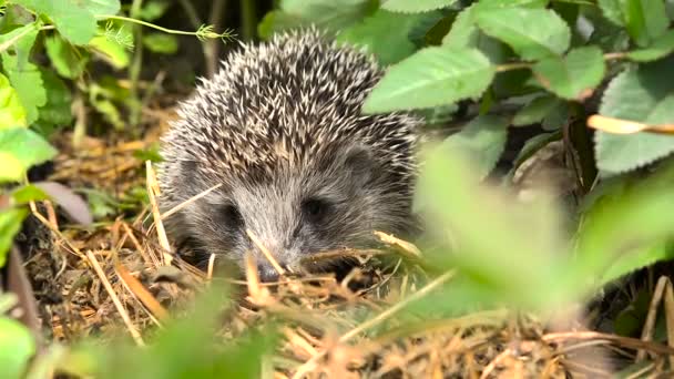 Young Hedgehog in the Bush Garden Roses — Stock Video