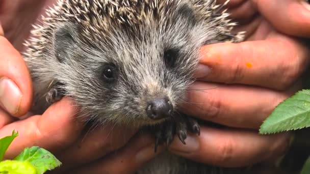 Junger Igel in den Händen von Frauen — Stockvideo