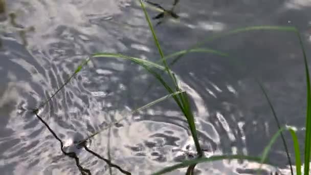 Lassú repülés trópusi szitakötők folyó felszínén közelről. — Stock videók