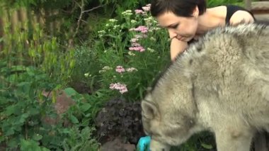 Bahçe iş. Husky köpek bir genç kadın Yüksel kaya bahçeleri otlar yardım.
