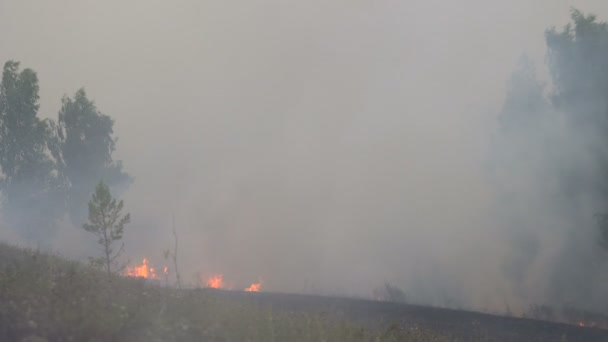 Fogo Florestal no Verão nas Montanhas. Grande fumaça . — Vídeo de Stock