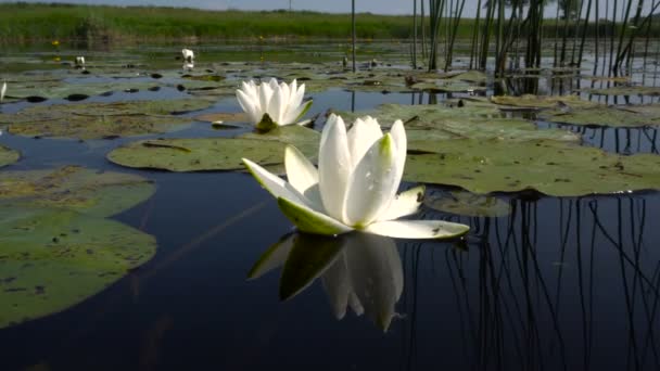 Fleurs Lys d'eau blanche sur la surface du lac . — Video