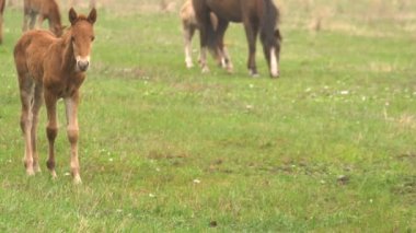 Küçük yeşil çimenlerin üzerinde otlatma oynarken Foals